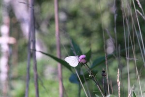 DSCF2029.JPG
