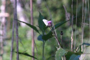 DSCF2040.JPG