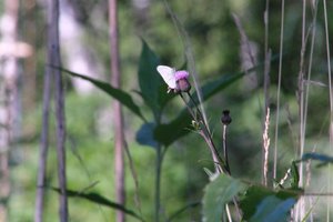 DSCF2041.JPG