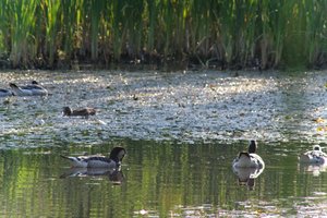 DSCF2103.JPG