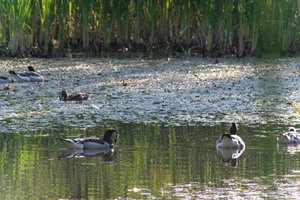 DSCF2105.JPG