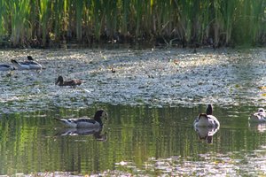 DSCF2106.JPG
