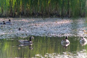 DSCF2116.JPG