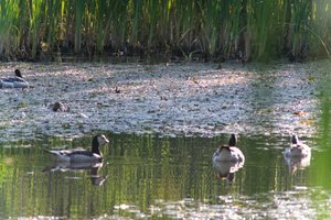 DSCF2117.JPG