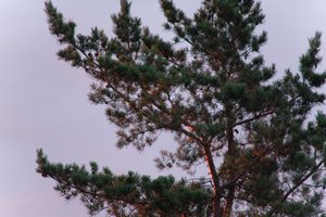 DSCF2255.JPG