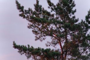 DSCF2266.JPG