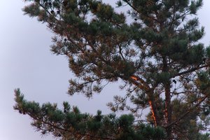 DSCF2271.JPG