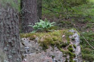 DSCF2455.JPG
