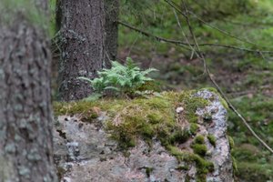 DSCF2457.JPG