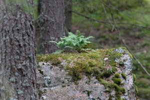 DSCF2467.JPG
