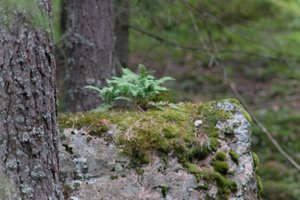 DSCF2471.JPG