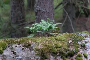 DSCF2477.JPG