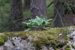 DSCF2478.JPG