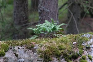 DSCF2480.JPG