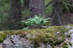 DSCF2482.JPG