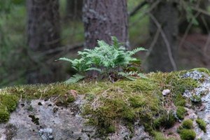 DSCF2483.JPG