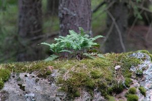 DSCF2484.JPG