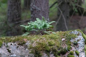 DSCF2485.JPG