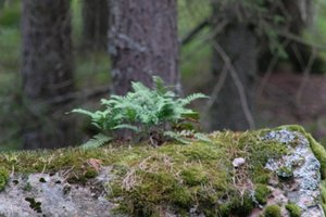 DSCF2487.JPG