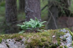 DSCF2490.JPG