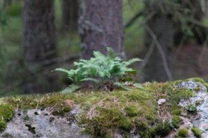 DSCF2495.JPG