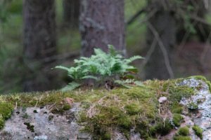 DSCF2496.JPG