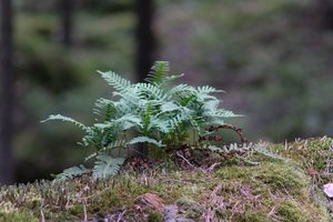 DSCF2512.JPG