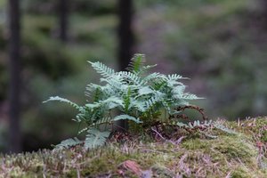 DSCF2517.JPG
