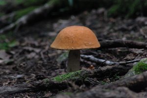 DSCF2527.JPG