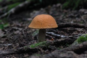 DSCF2528.JPG