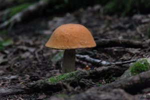DSCF2529.JPG