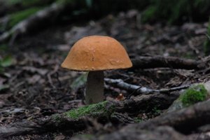 DSCF2532.JPG