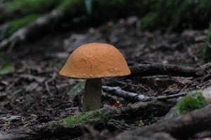 DSCF2533.JPG
