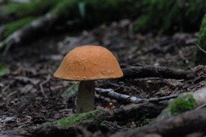 DSCF2534.JPG
