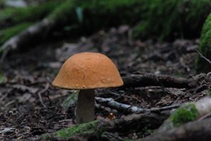 DSCF2535.JPG