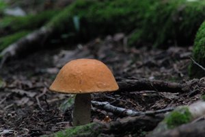 DSCF2536.JPG