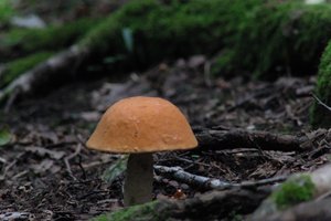 DSCF2537.JPG
