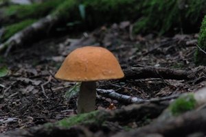 DSCF2540.JPG