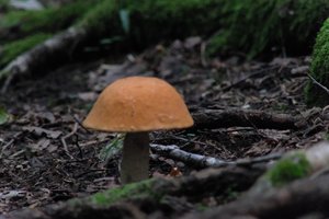 DSCF2541.JPG