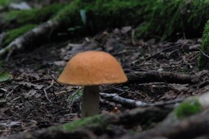 DSCF2543.JPG