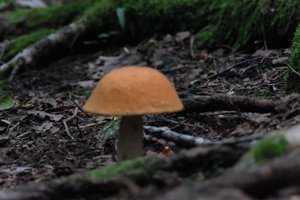 DSCF2544.JPG