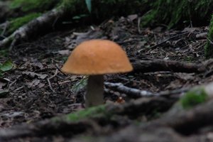 DSCF2545.JPG