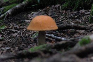 DSCF2546.JPG