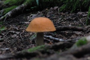DSCF2547.JPG
