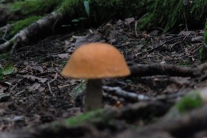 DSCF2548.JPG
