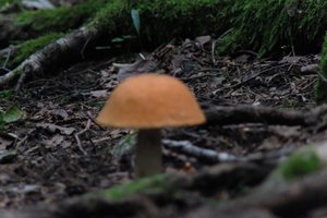 DSCF2549.JPG