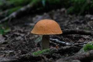 DSCF2550.JPG