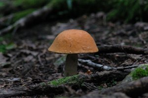 DSCF2551.JPG