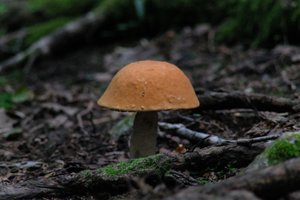 DSCF2552.JPG
