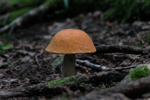 DSCF2553.JPG